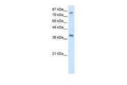 TSC22D2 Antibody, Novus Biologicals 100 &mu;L | Buy Online | Novus Biologicals | Fisher Scientific